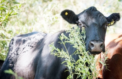 El Chaco cierra un año productivo con buenos resultados