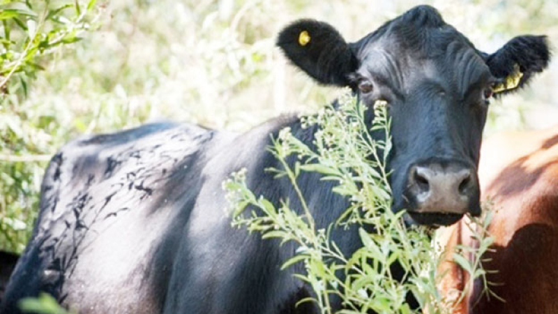 El Chaco cierra un año productivo con buenos resultados