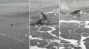 tiburones.png