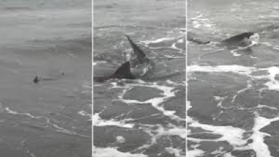 Tres tiburones aparecieron en las costas de Monte Hermoso ???