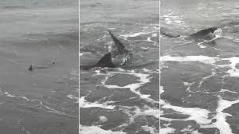 Tres tiburones aparecieron en las costas de Monte Hermoso ???