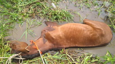 Maltrato animal en Resistencia: arrojaron una yegua con la pata quebrada al río y murió desangrada