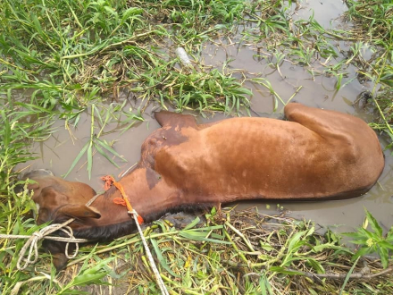 caballo muerto 4.jpg