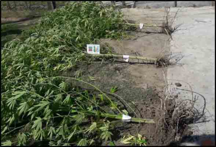 marihuana1.jpg