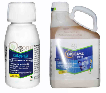 biscaya.jpg