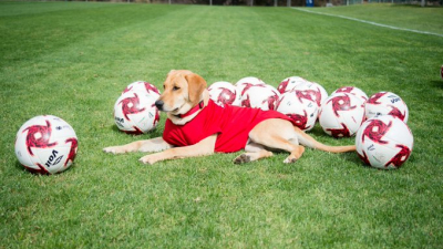 Tunita, la perra callejera que se coló en un estadio y fue adoptada como mascota de un club