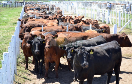 vacas.jpg