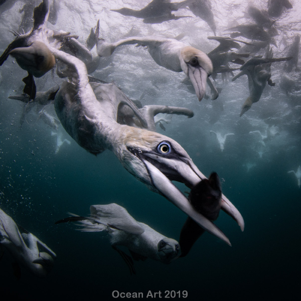 "Captura"
4to lugar - Johan Sundelin - Islas Shetland, Escocia