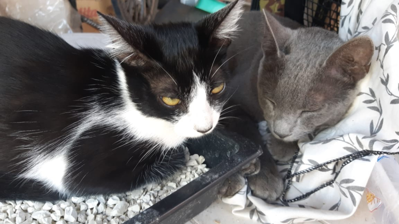 Poesía para gatos