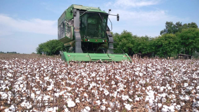 Sigue la cosecha de algodón, en medio de una intensa sequía y altas temperaturas