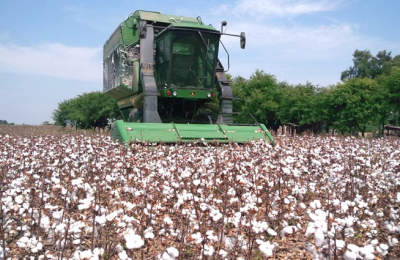 Sigue la cosecha de algodón, en medio de una intensa sequía y altas temperaturas