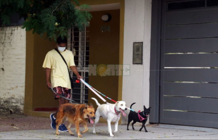 Resistencia perros.JPG