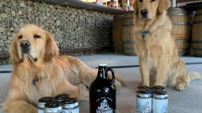 Los adorables “perros cerveceros” que ayudan con los repartos a domicilio a sus dueños