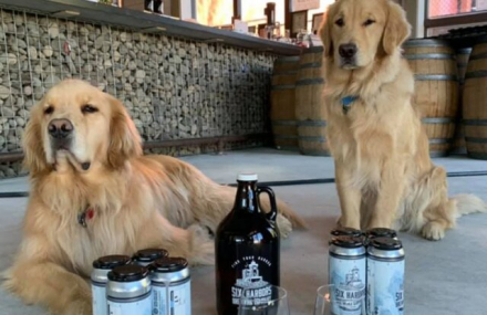 perros-cerveceros-4-640x415.jpg