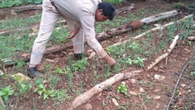 Misiones: desocupado mantiene a su familia con los frutos de su huerta