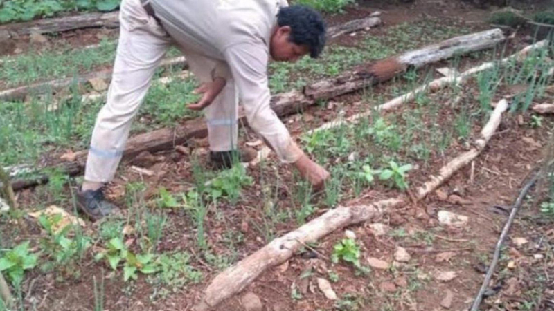 Misiones: desocupado mantiene a su familia con los frutos de su huerta