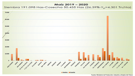 Maiz-campaña-actual.jpg