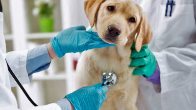 Veterinarios hartos de la agresión y difamación de propietarios de mascotas, van a la justicia
