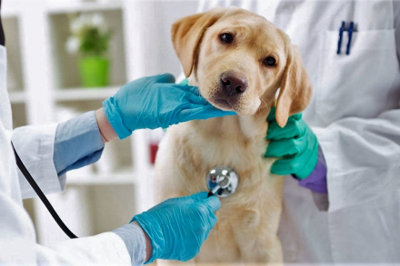 veterinaria2.jpg
