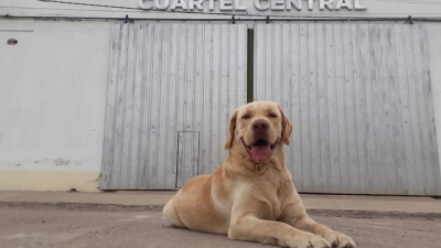 Tupac, el perro bombero de Quitilipi espera fecha para rendir