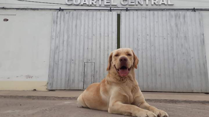 Tupac, el perro bombero de Quitilipi espera fecha para rendir