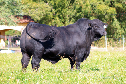 toro-caacupe1.jpg