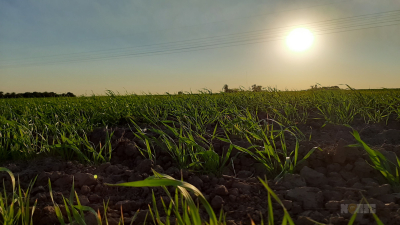 Sudoeste: buen rendimiento de la soja y expectativa por la lluvia para el girasol