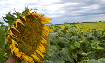 El-Girasol.jpg