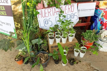 plantitas .jpg