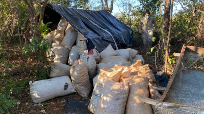 Desmantelaron un gran laboratorio de producción de marihuana marroquí en Paraguay