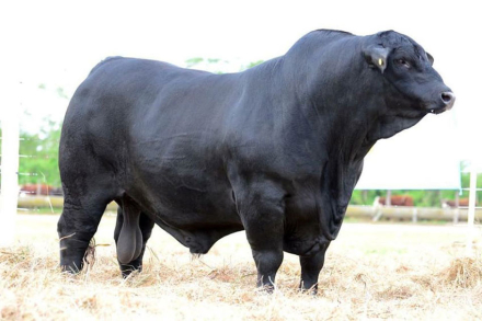 El-negro-excelente-toro.jpg