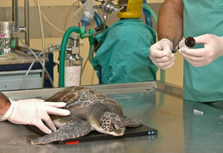 veterinarios.jpg