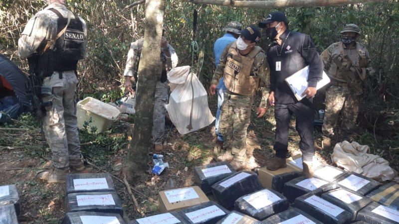 Paraguay: destruyen cerca de 3 toneladas de marihuana tipo marroquí en Capitán Bado