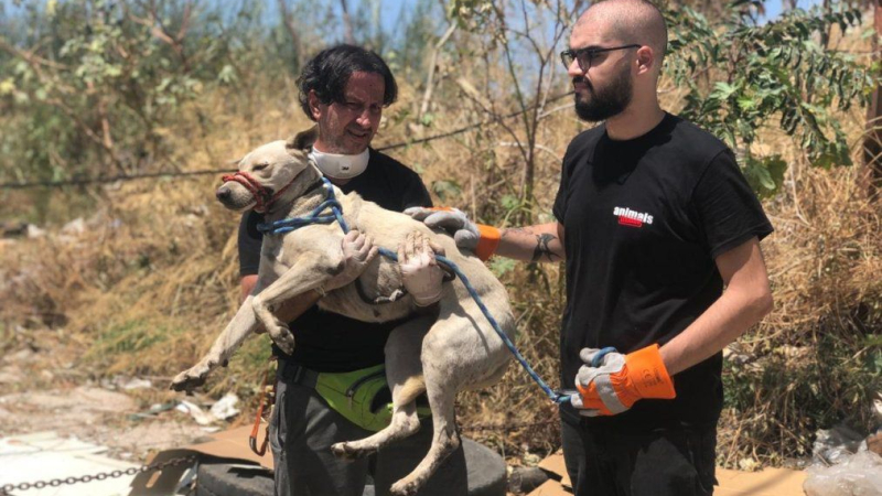 Mascotas perdidas, el inesperado drama tras la explosión de Beirut