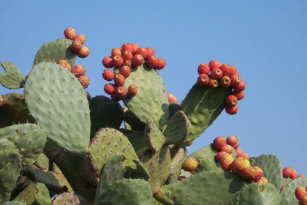 tunas.jpg