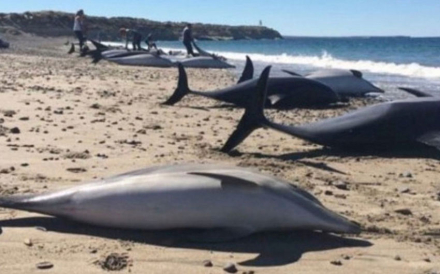 delfines.jpg