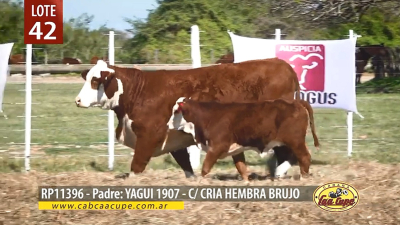 En plena marcha el remate de reproductores de Caa Cupé
