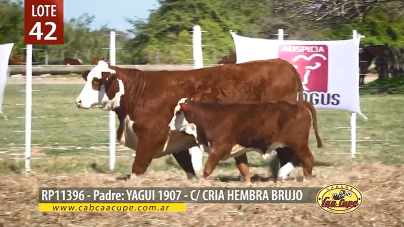 En plena marcha el remate de reproductores de Caa Cupé