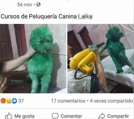 perro02.jpg