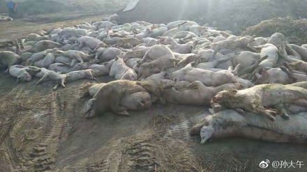 Dead_pigs_of_Chinese_pig_fa.jpg