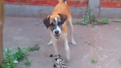 Maltrato animal: Kaiser se quebró una pata y ahora necesita una operación urgente