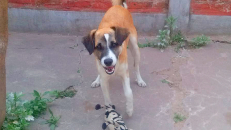 Maltrato animal: Kaiser se quebró una pata y ahora necesita una operación urgente