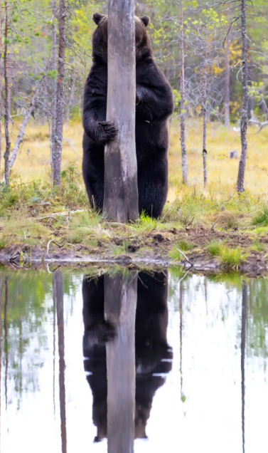 oso pardo.jpg