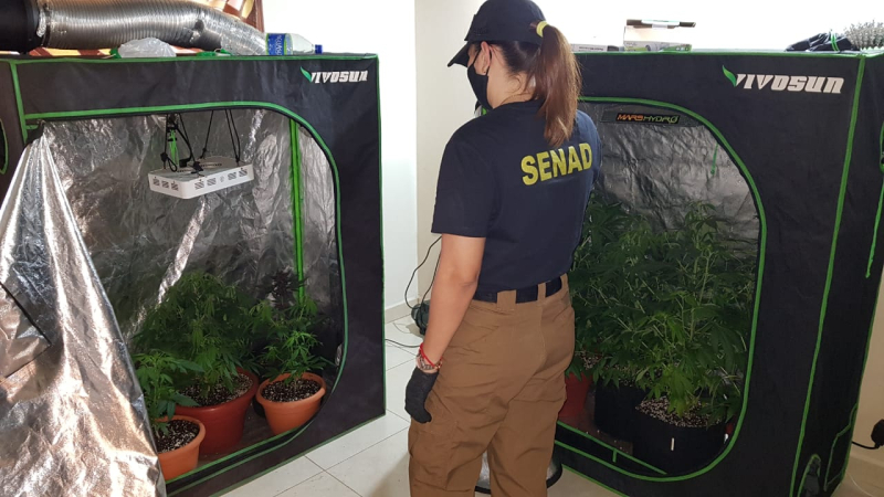 Paraguay: en 13 allanamientos desbaratan organización que producía marihuana genéticamente modificada