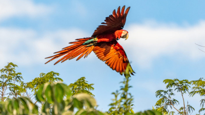 Nacieron tres guacamayos rojos en el Iberá, un ‘gran paso‘ para recuperar la especie