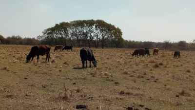Piden urgente reglamentación de la emergencia agropecuaria