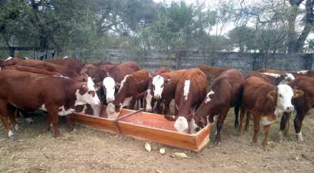 maiz-comen-las-vacas.jpg