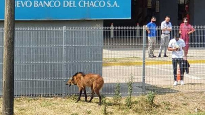 Murió "Roque", el aguará guazú rescatado frente al shopping de avenida Sarmiento