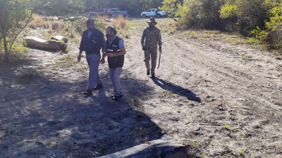 Allanan predio usurpado y detectan el corte de 93 rollos de guayacán