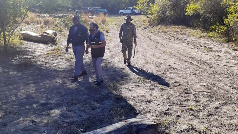 Allanan predio usurpado y detectan el corte de 93 rollos de guayacán 